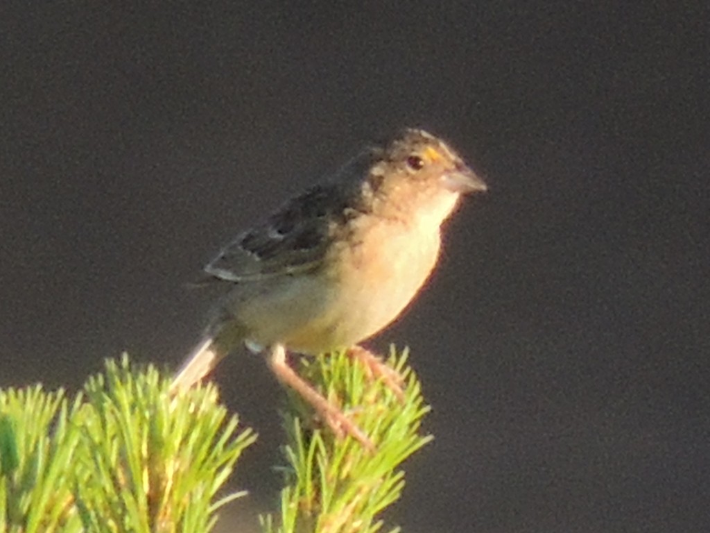 Grasshopper Sparrow - ML30781721