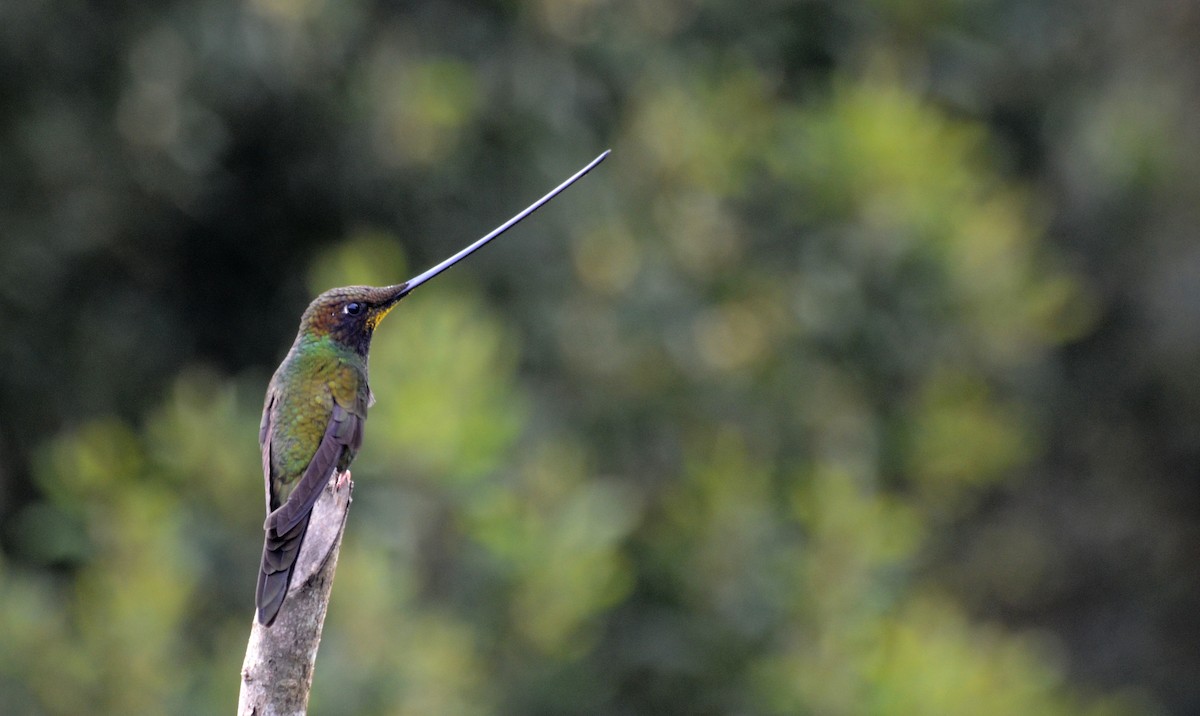 Sword-billed Hummingbird - ML30782531