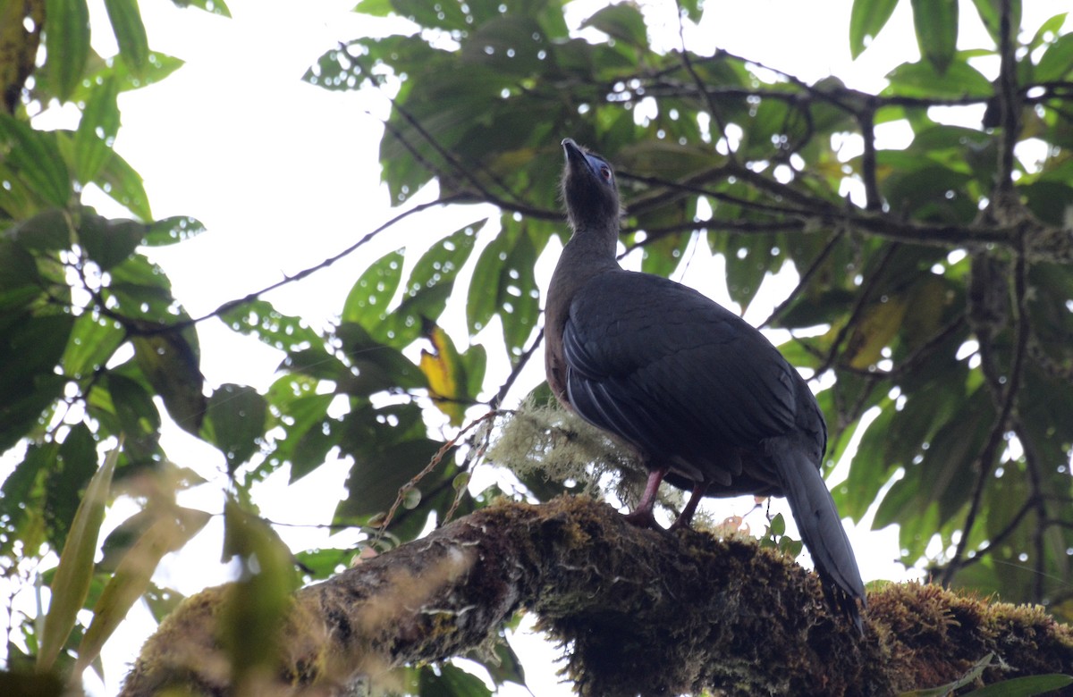 Sickle-winged Guan - ML30782591
