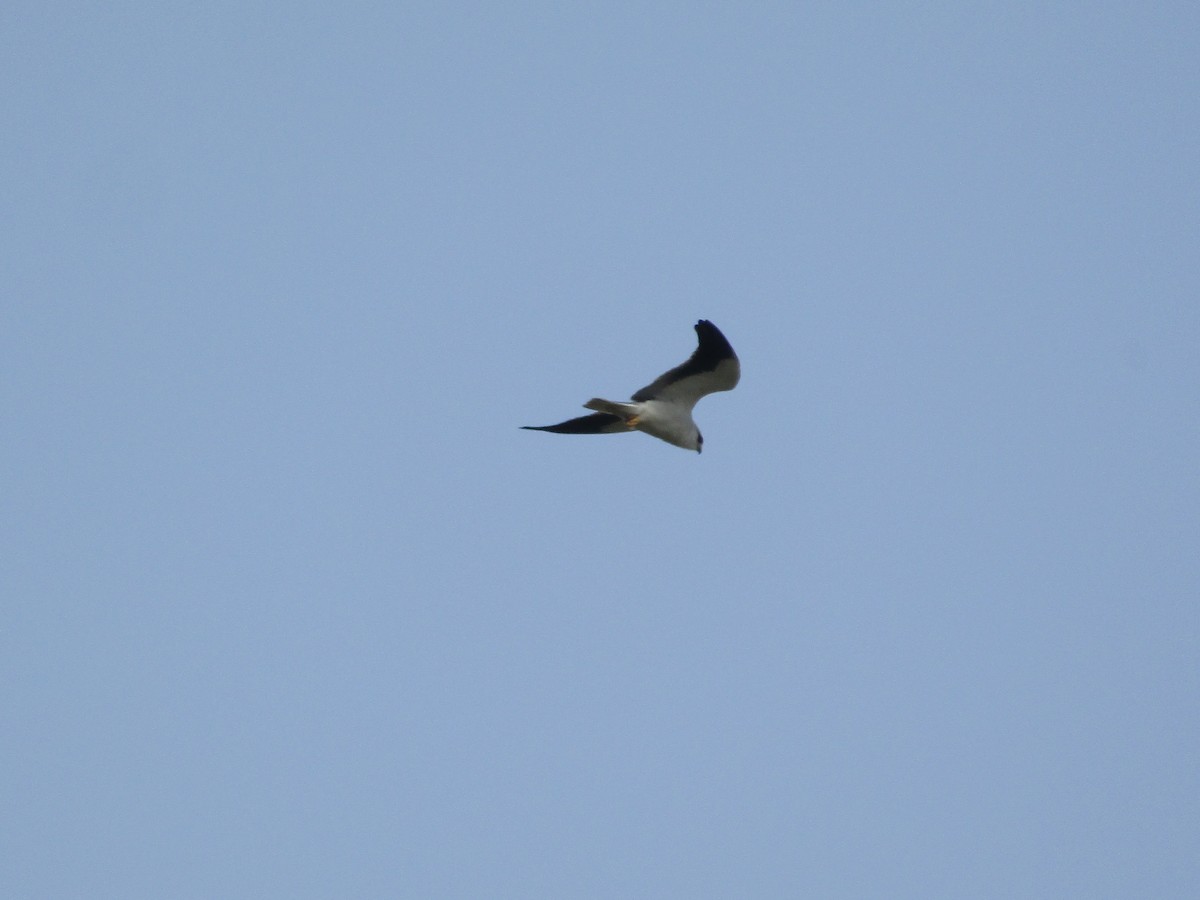 Black-winged Kite - ML307839891