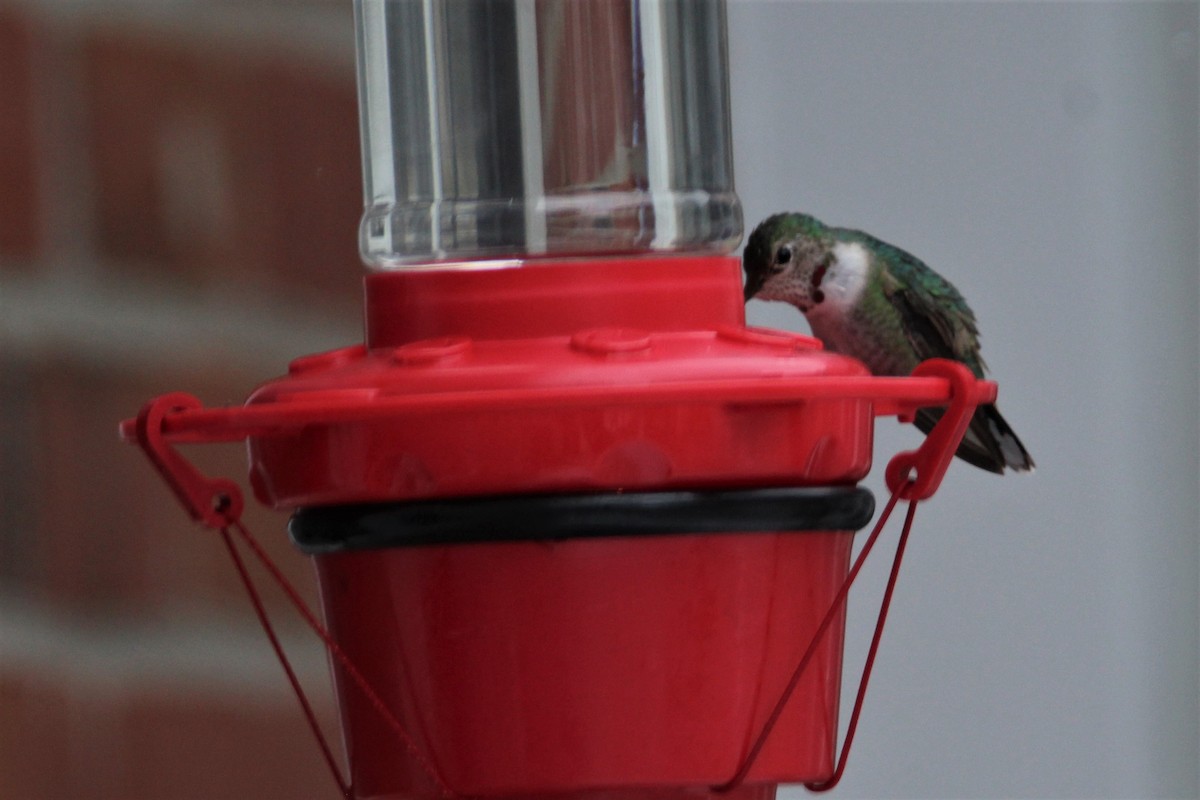 Broad-tailed Hummingbird - ML307840321