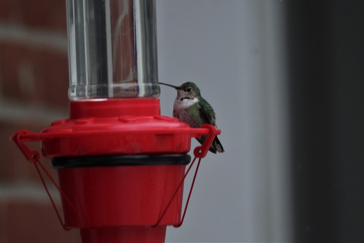 Broad-tailed Hummingbird - ML307840461