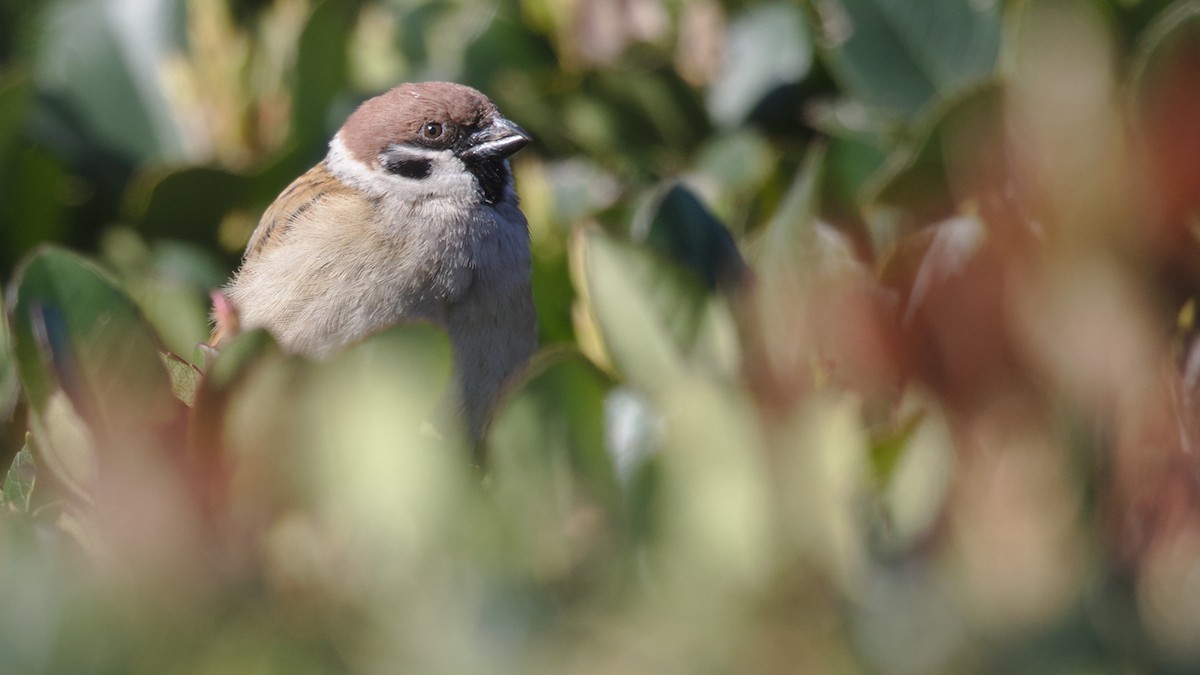 Eurasian Tree Sparrow - Mark Scheel