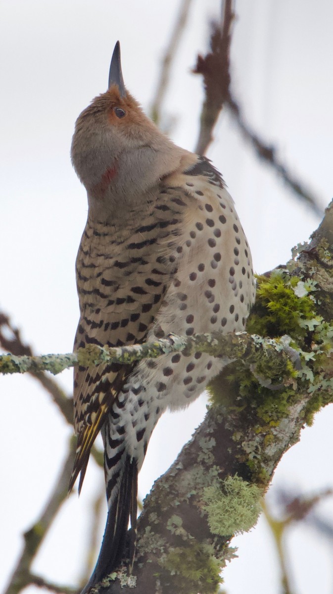 Northern Flicker (Yellow-shafted x Red-shafted) - ML307841371