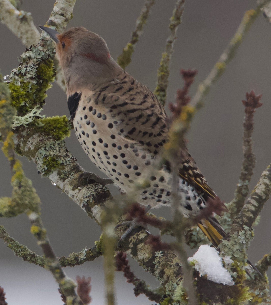 Northern Flicker (Yellow-shafted x Red-shafted) - ML307841501