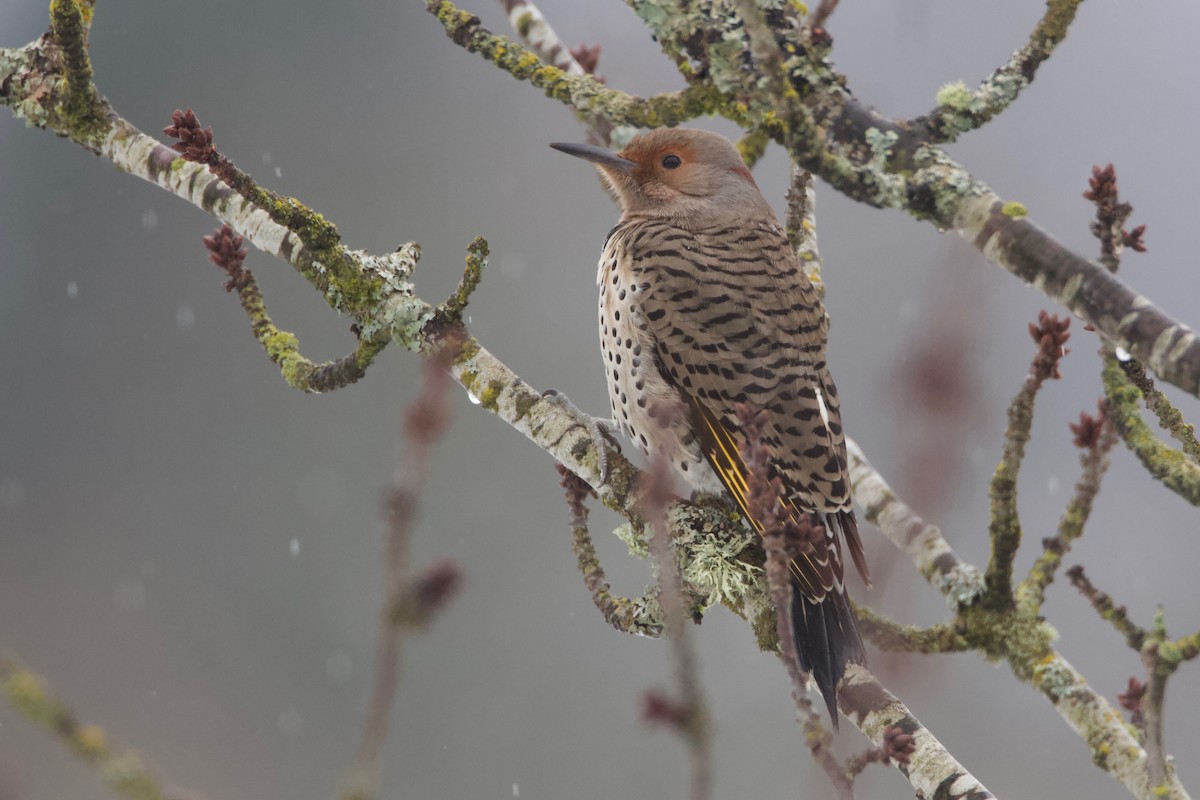 Northern Flicker (Yellow-shafted x Red-shafted) - ML307841561