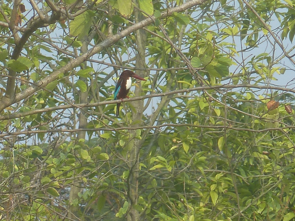White-throated Kingfisher - Merganser Man