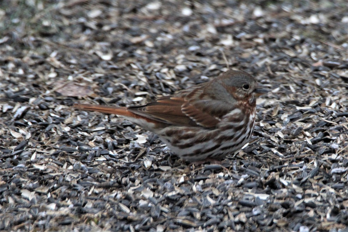 Fox Sparrow (Red) - ML307842231