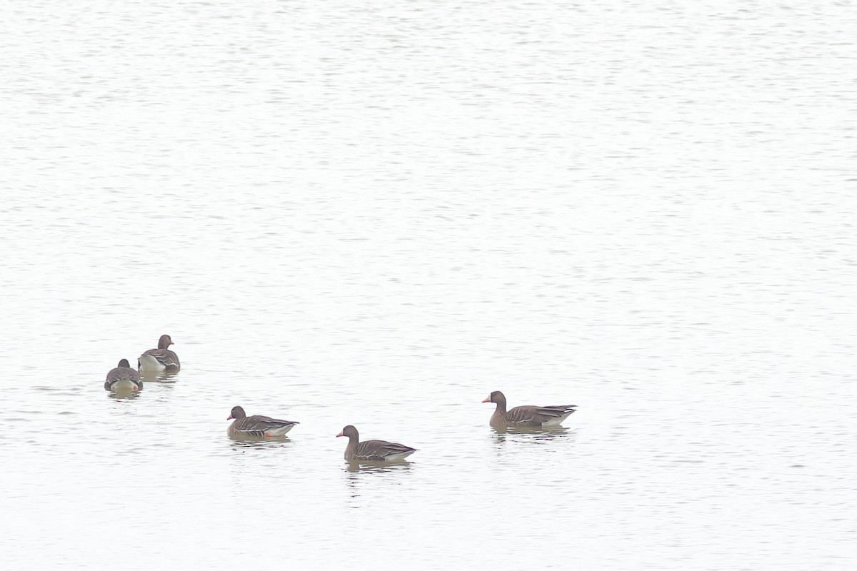 Greater White-fronted Goose - Julia Billings