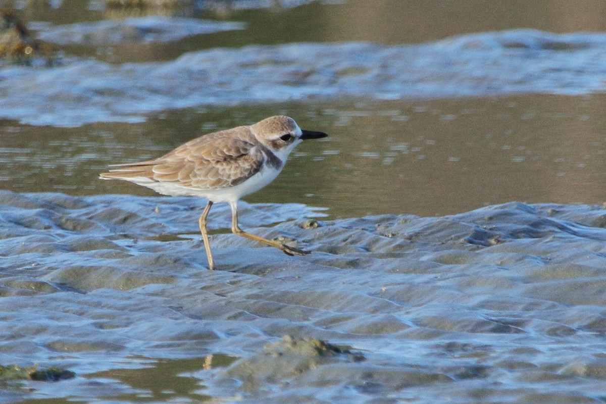Greater Sand-Plover - Phil Stouffer