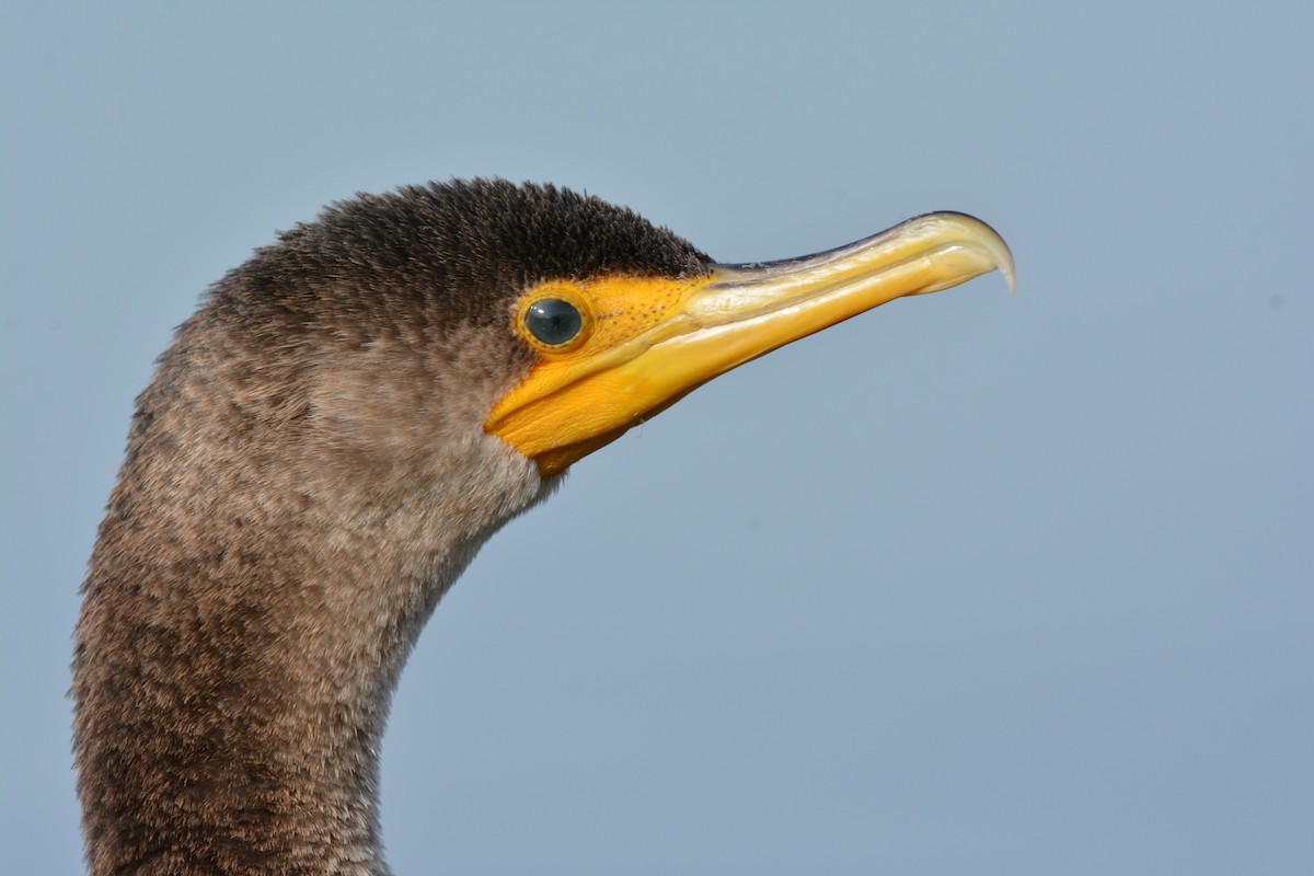 Double-crested Cormorant - Philip Yang