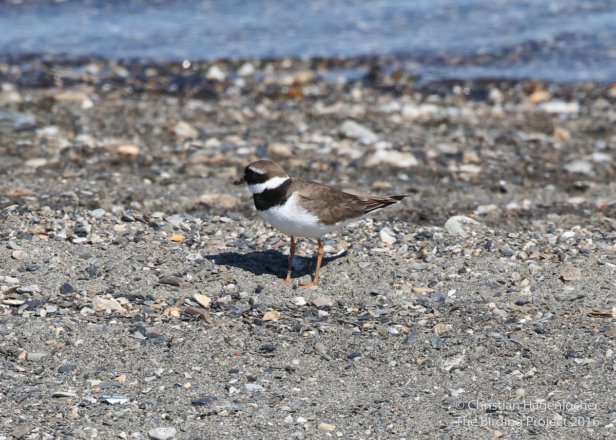 Common Ringed Plover - ML30785201