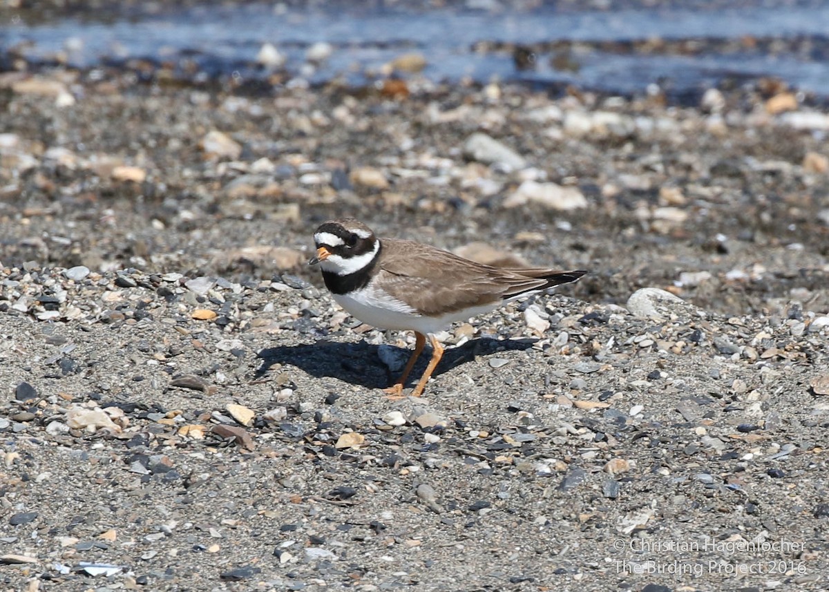 Common Ringed Plover - ML30785211