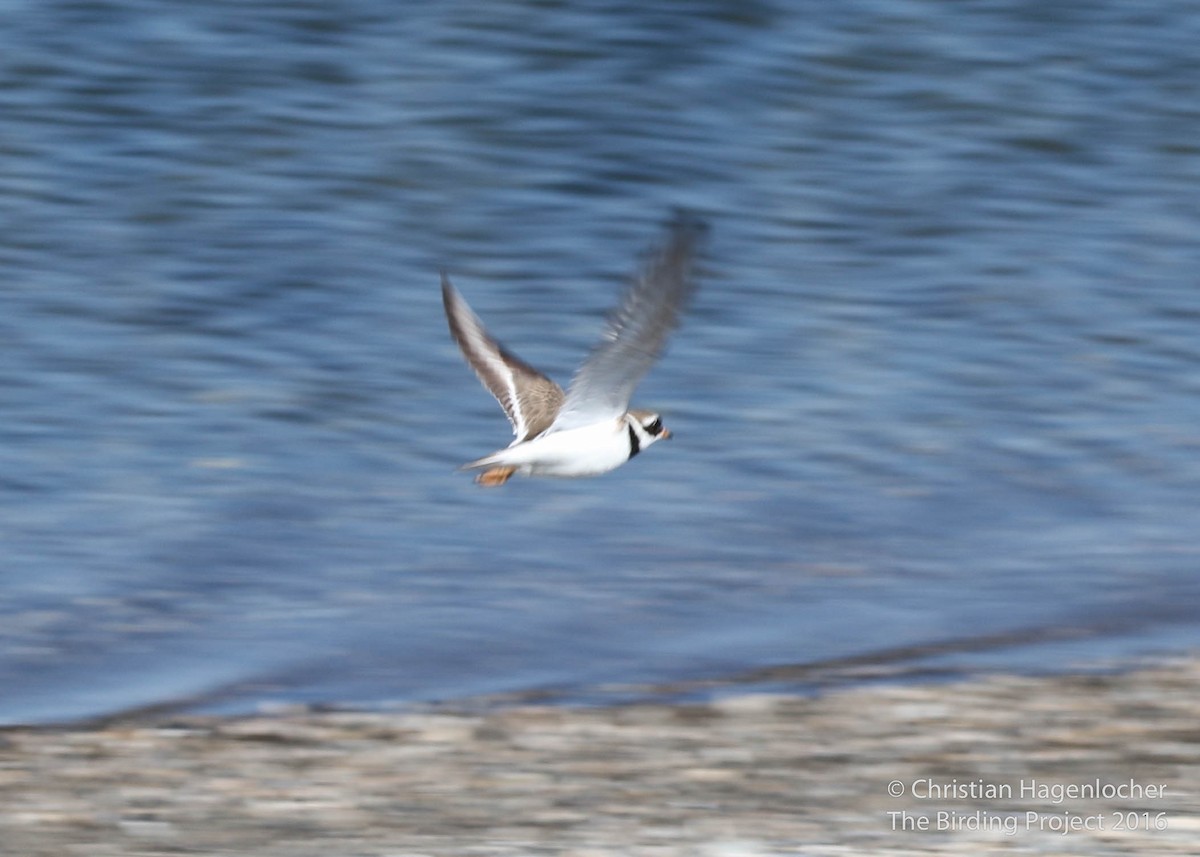 Common Ringed Plover - ML30785221