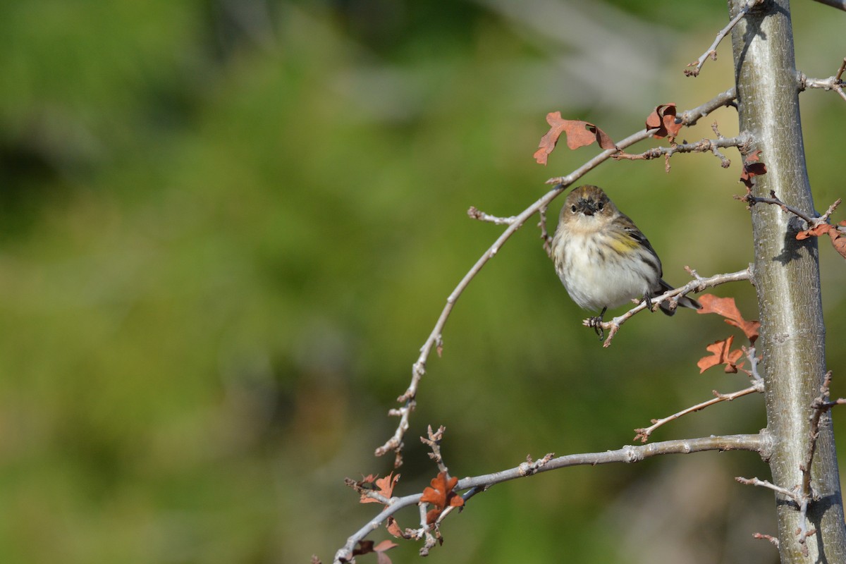 Yellow-rumped Warbler (Audubon's) - ML307852221