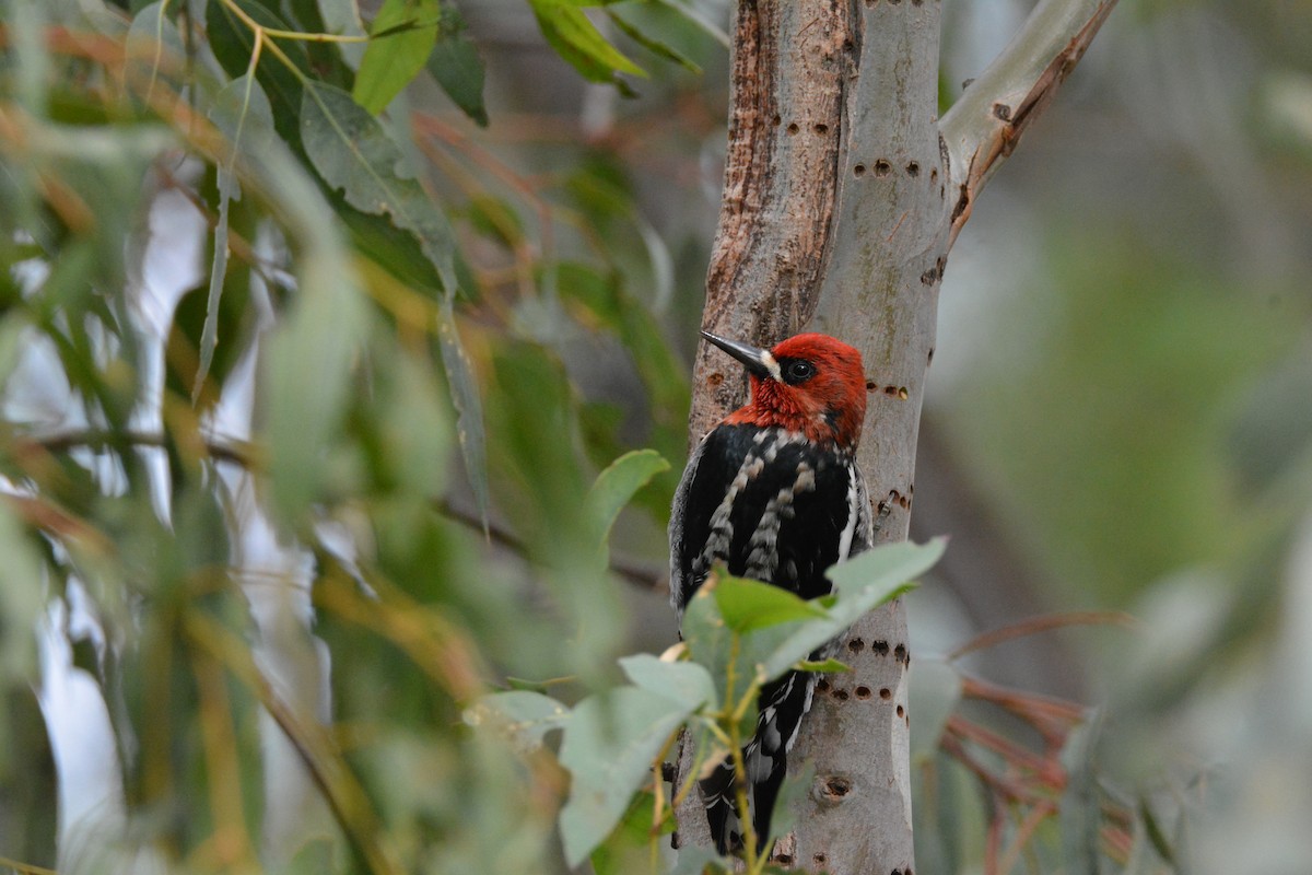 Red-breasted Sapsucker - Philip Yang