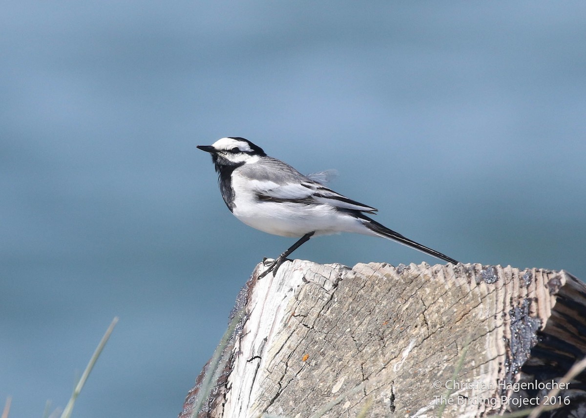 White Wagtail (ocularis) - Anonymous