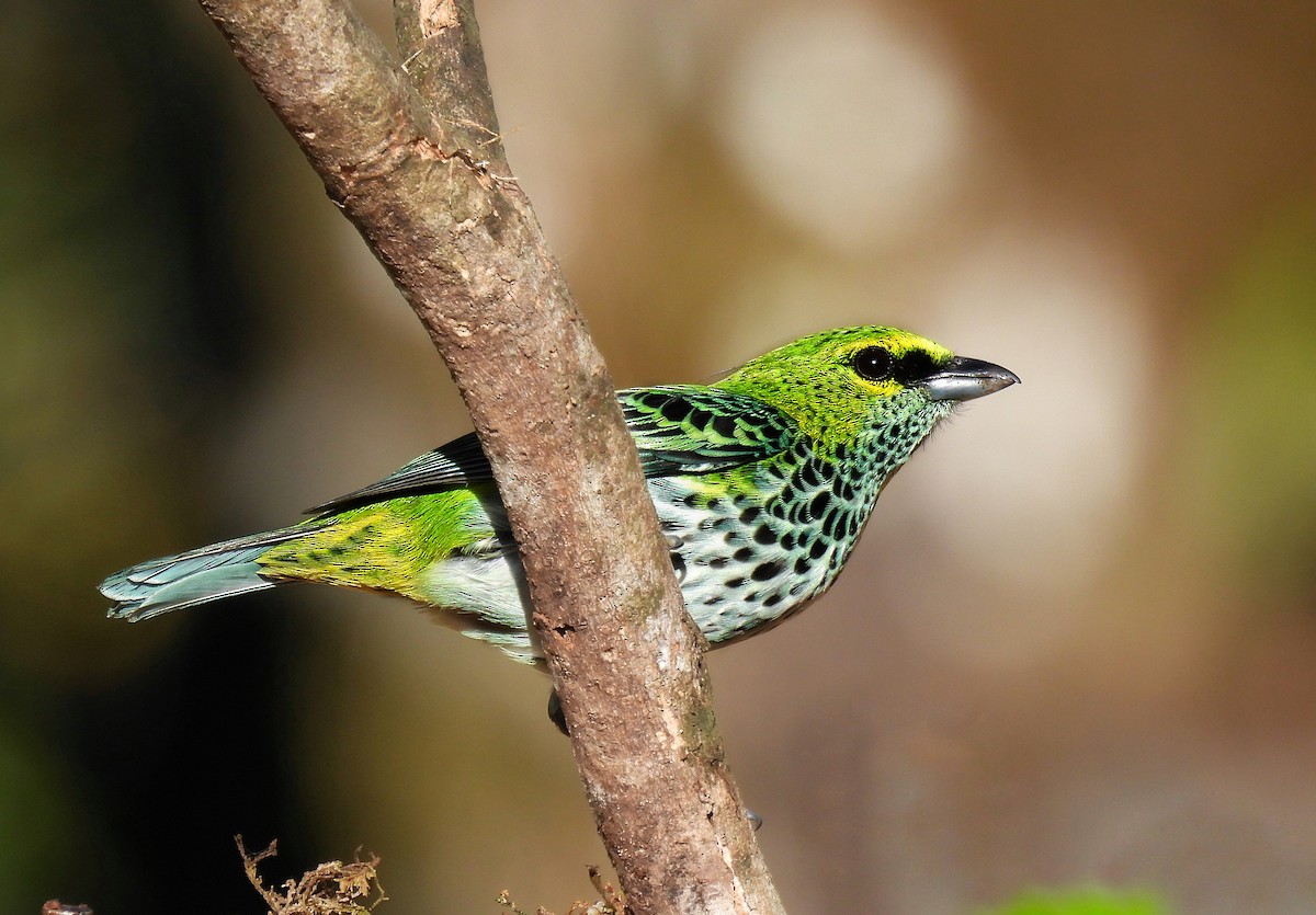 Speckled Tanager - ML307857391