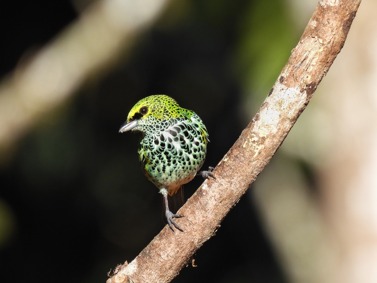 Speckled Tanager - ML307857441