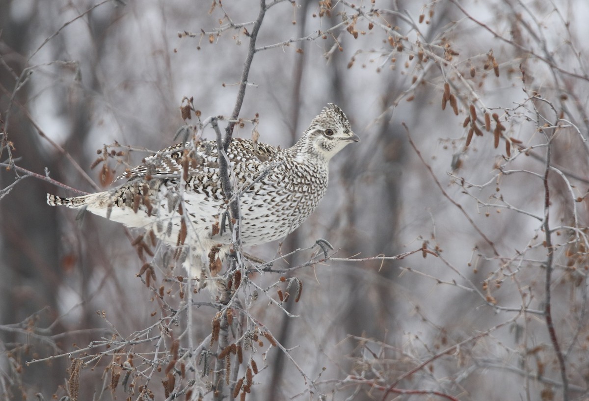 Sharp-tailed Grouse - Liam Hutcheson