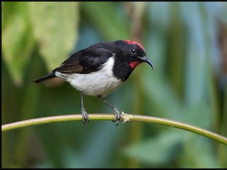  - Black-breasted Myzomela