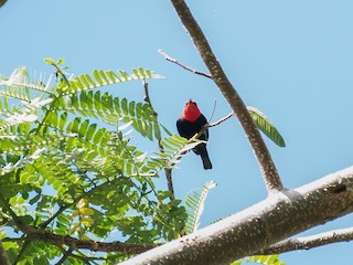  - Black-bellied Myzomela