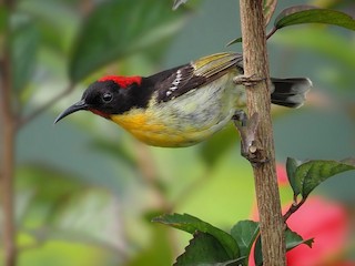  - Orange-breasted Myzomela