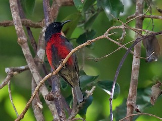  - Red-bellied Myzomela