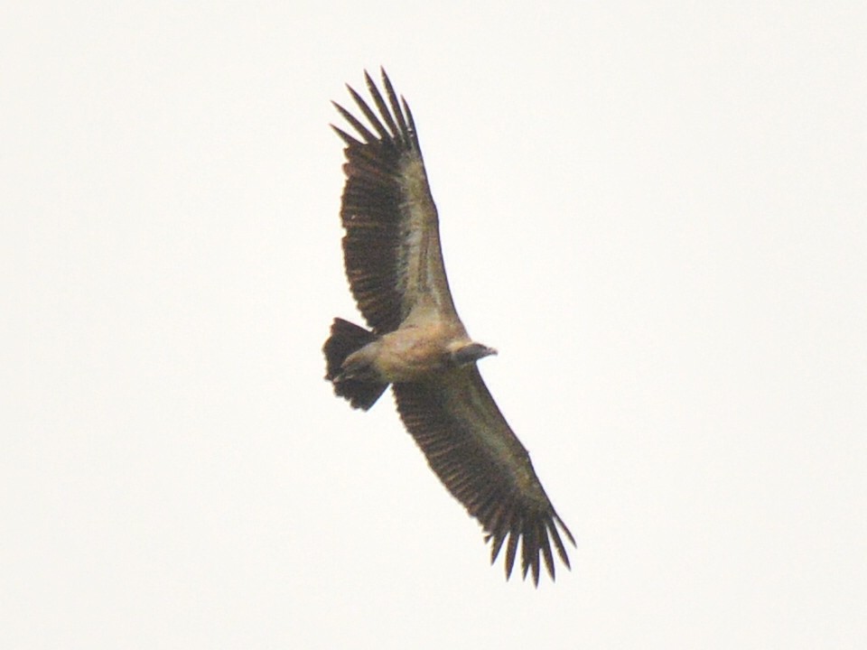 Indian Vulture - ML30787021