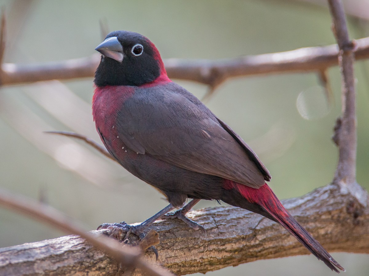 Amarante masqué - eBird