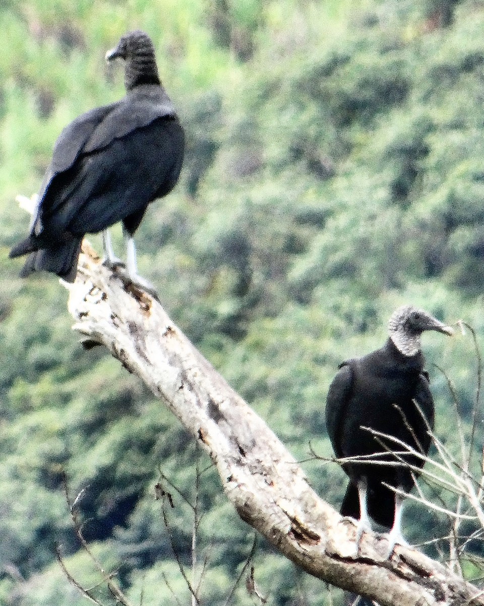 Black Vulture - ML307871821