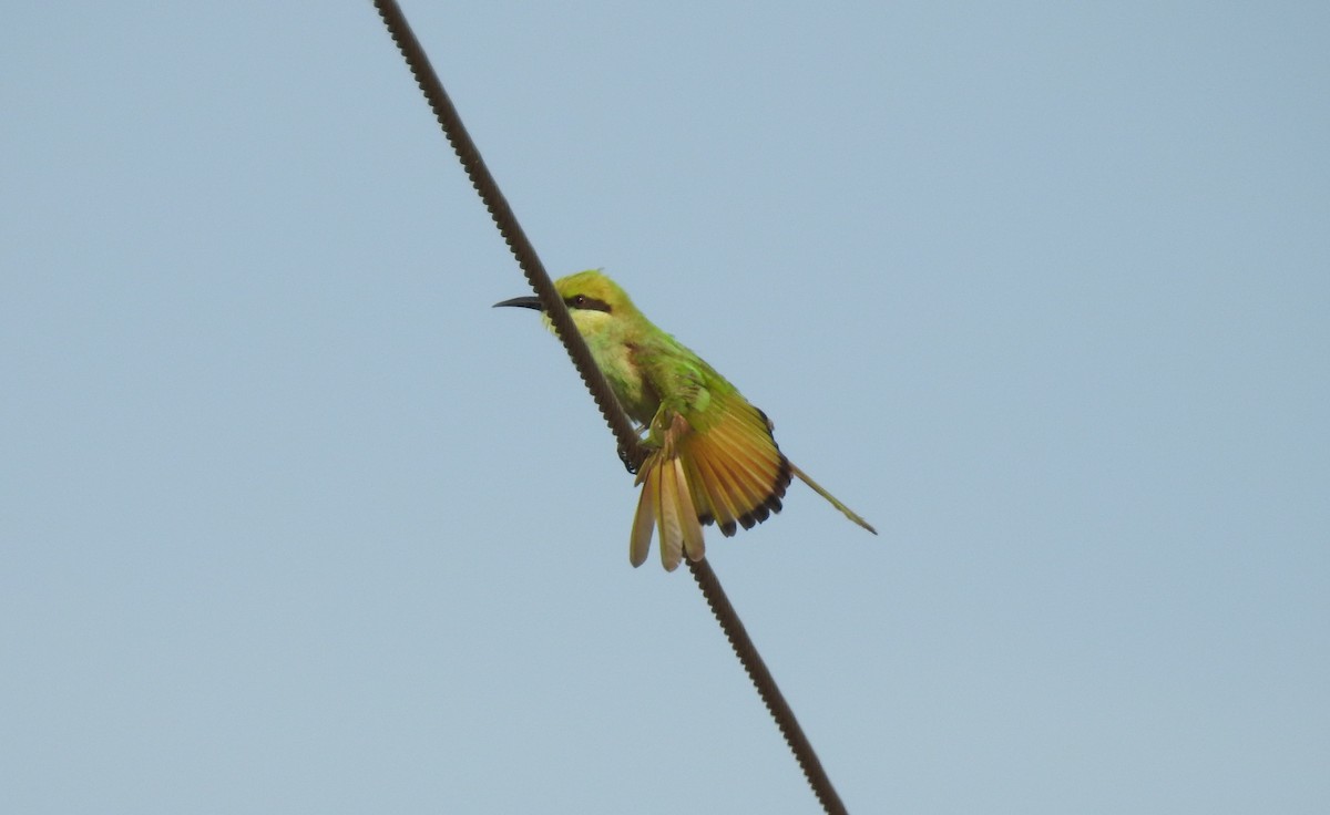 Asian Green Bee-eater - G Parameswaran
