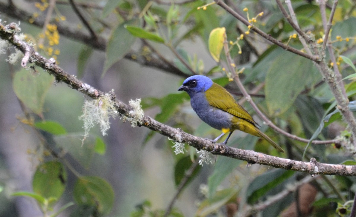 Blue-capped Tanager - ML30788161