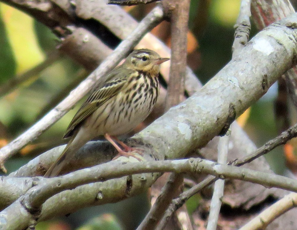 Olive-backed Pipit - ML307882231