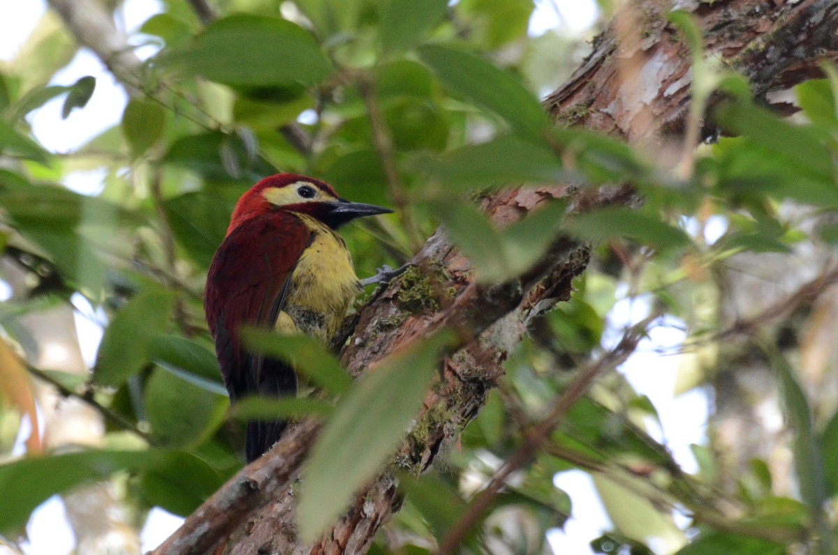 Crimson-mantled Woodpecker - ML30788361
