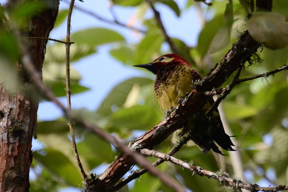 Crimson-mantled Woodpecker - ML30788421