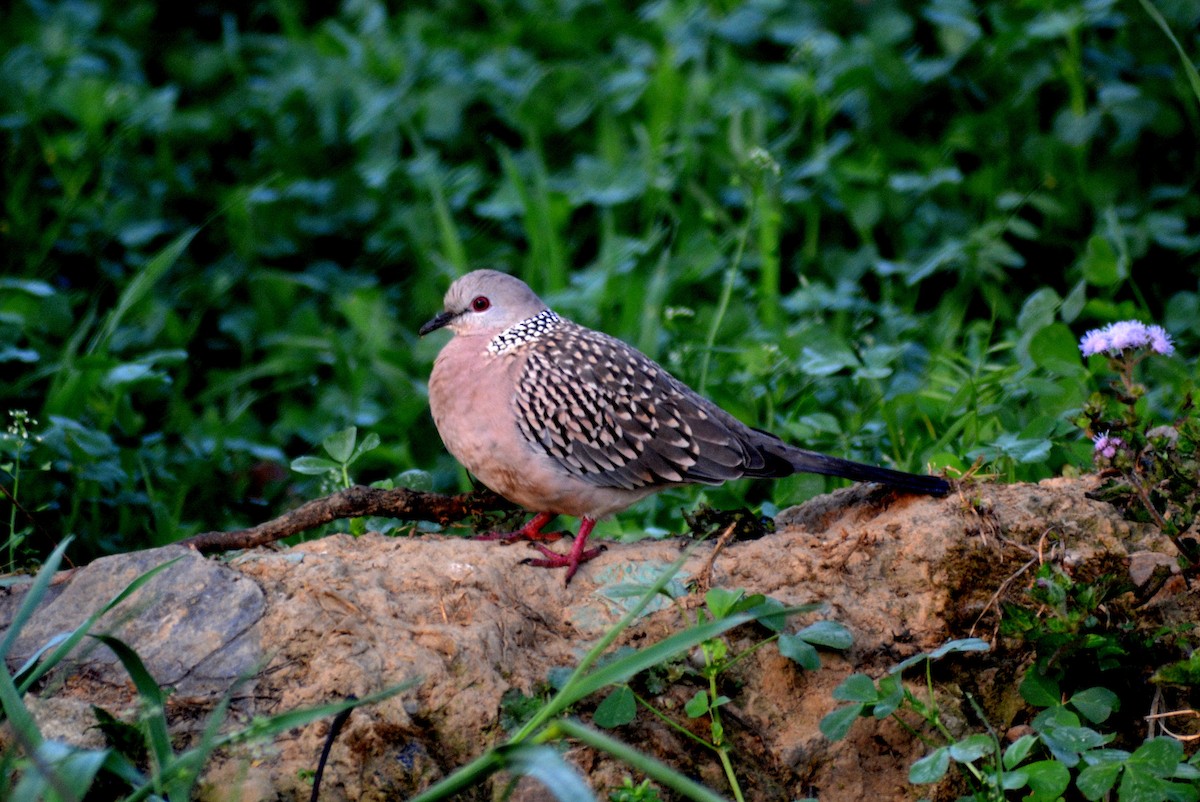 Spotted Dove - Manisha Bisht