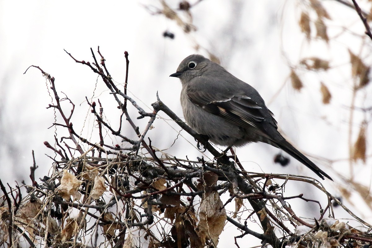 Townsend's Solitaire - ML307888151