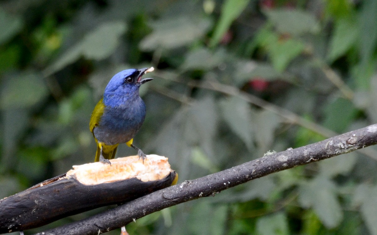Blue-capped Tanager - ML30788881