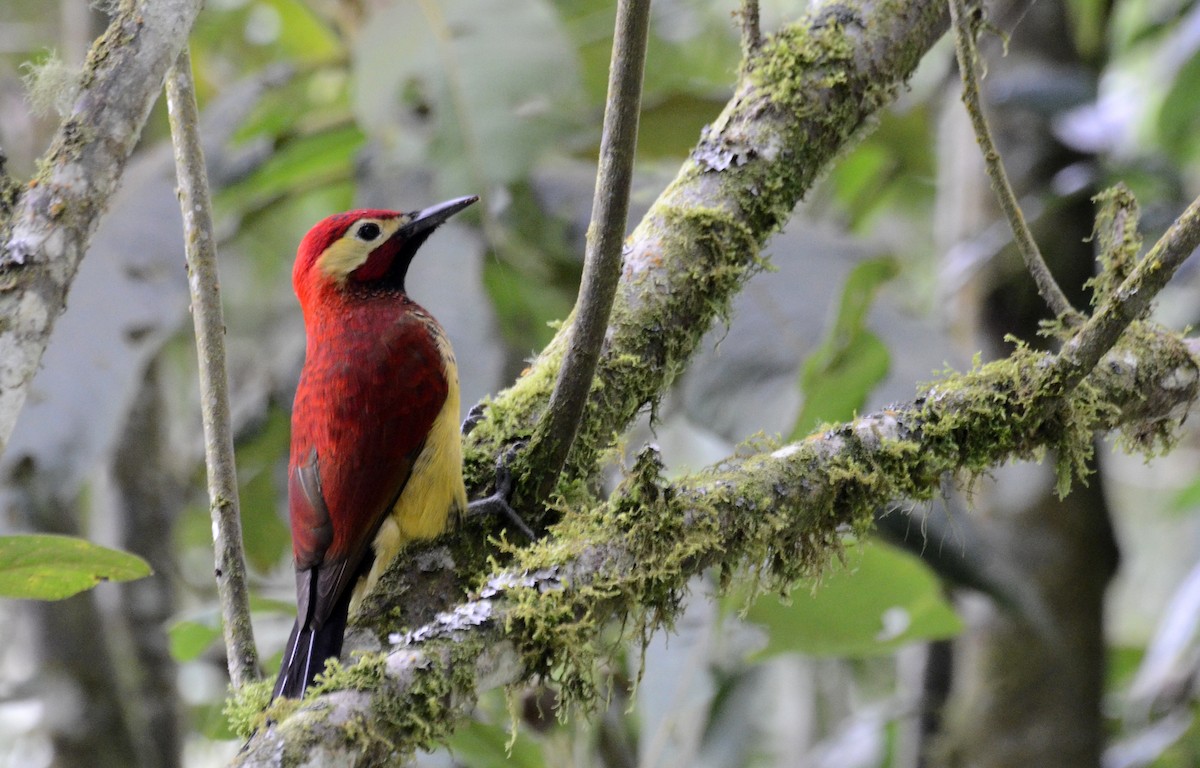 Crimson-mantled Woodpecker - David M. Bell