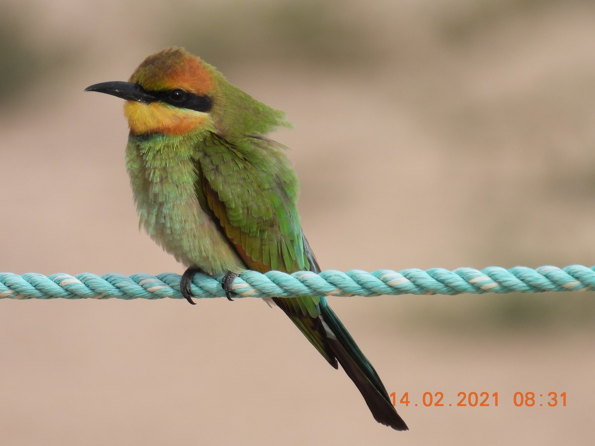 Rainbow Bee-eater - ML307890921