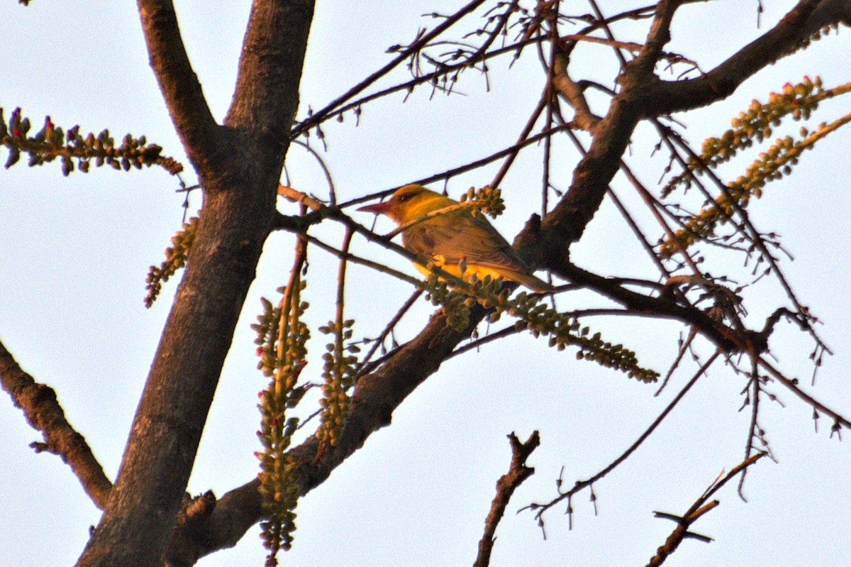 Indian Golden Oriole - ML307891911