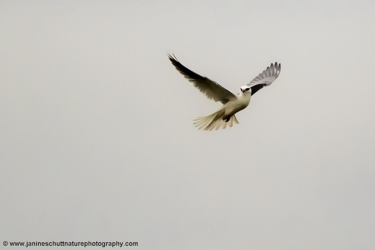 White-tailed Kite - Janine Schutt