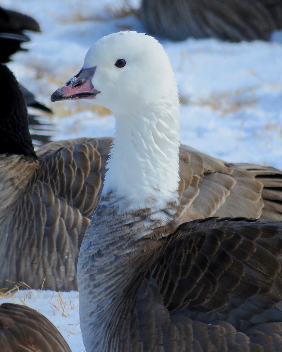 Snow/Ross's x Cackling/Canada Goose (hybrid) - Patrick O'Driscoll