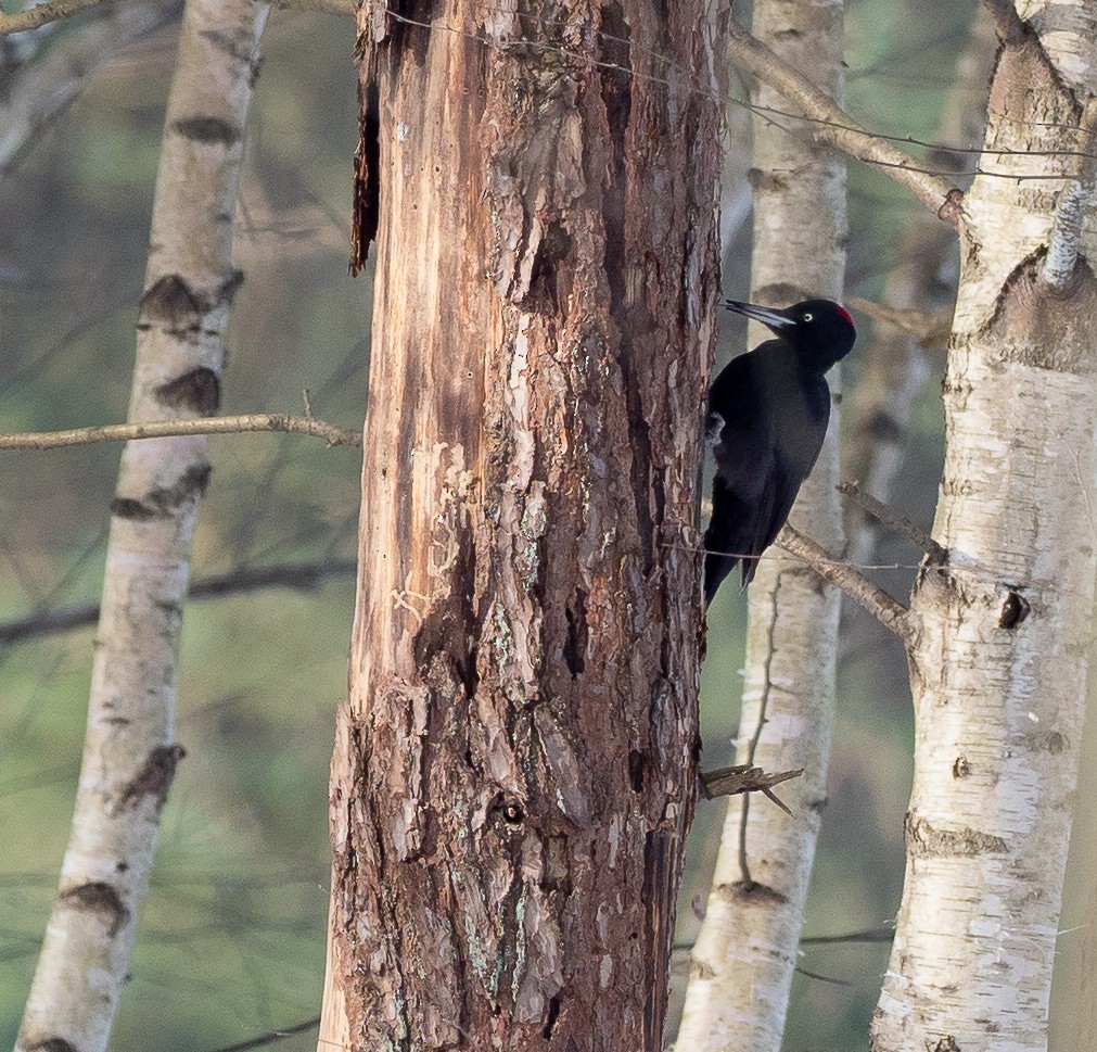 Black Woodpecker - ML307900101