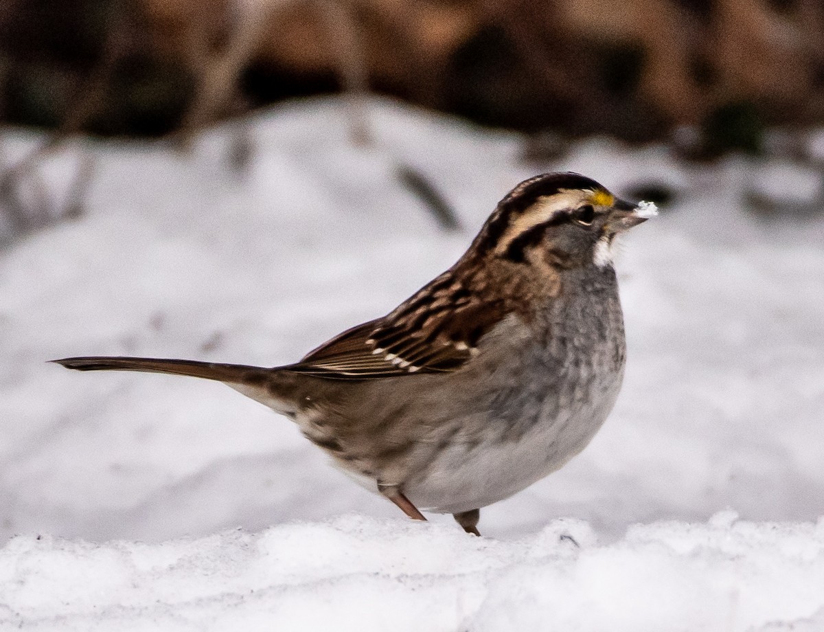 White-throated Sparrow - ML307905461