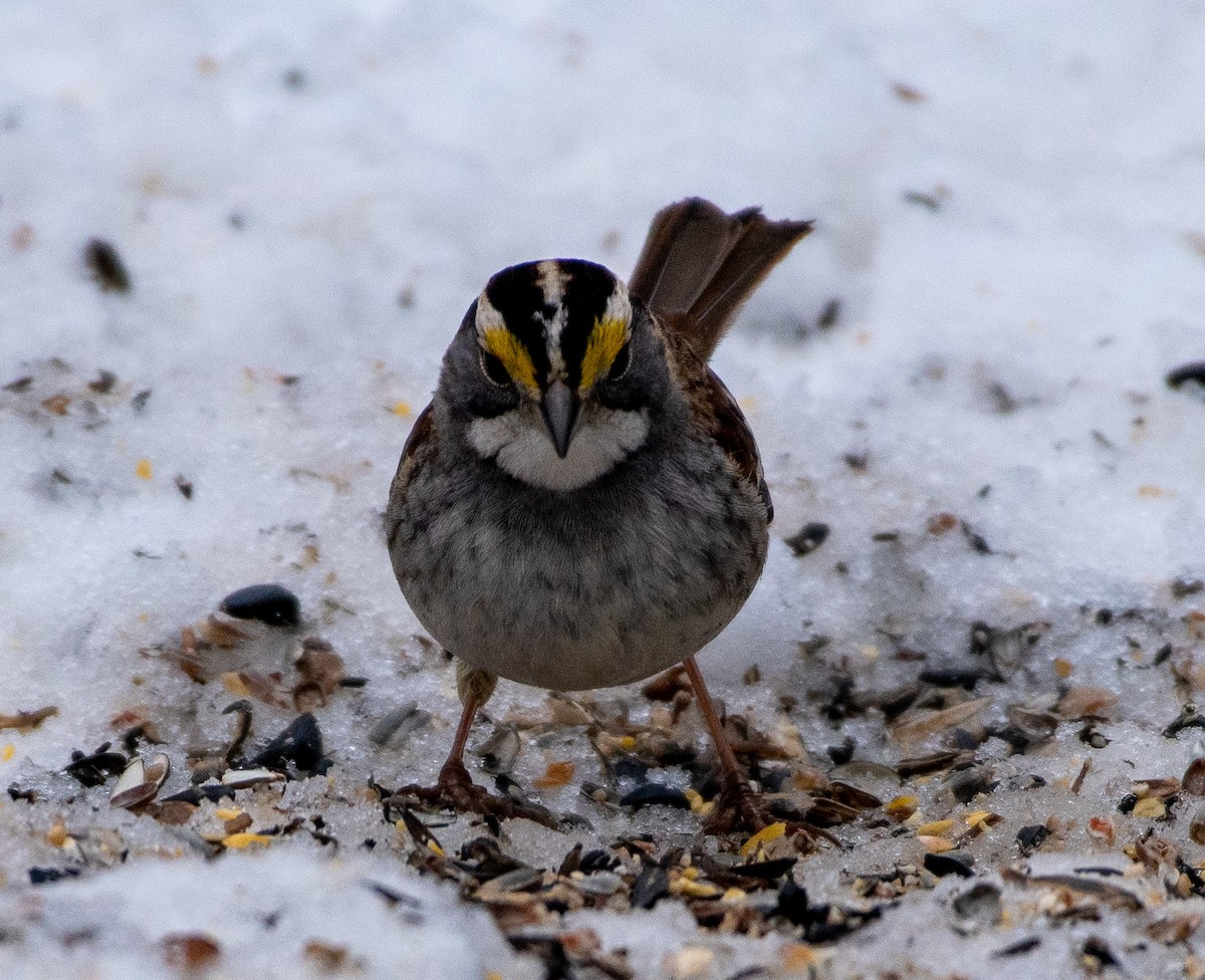 White-throated Sparrow - ML307905521