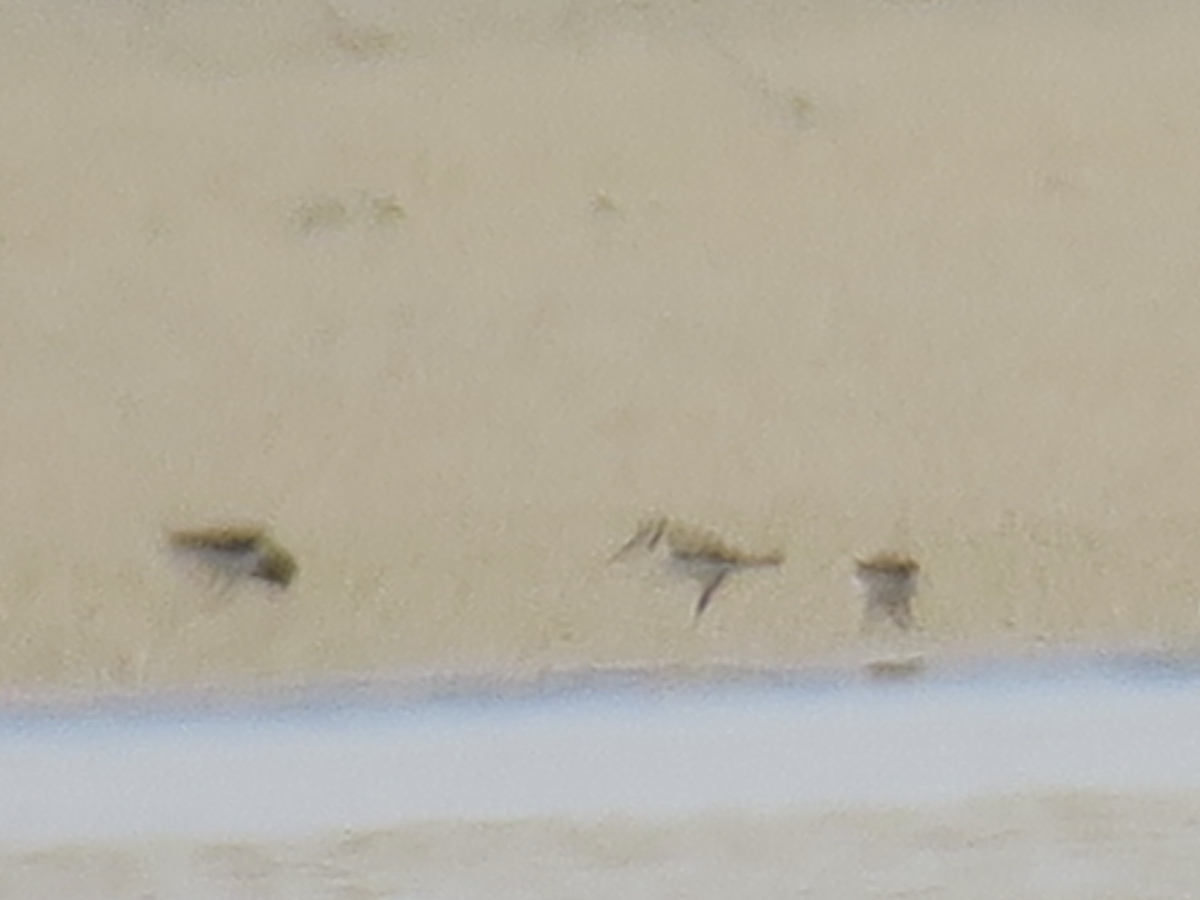Piping Plover - ML307906121