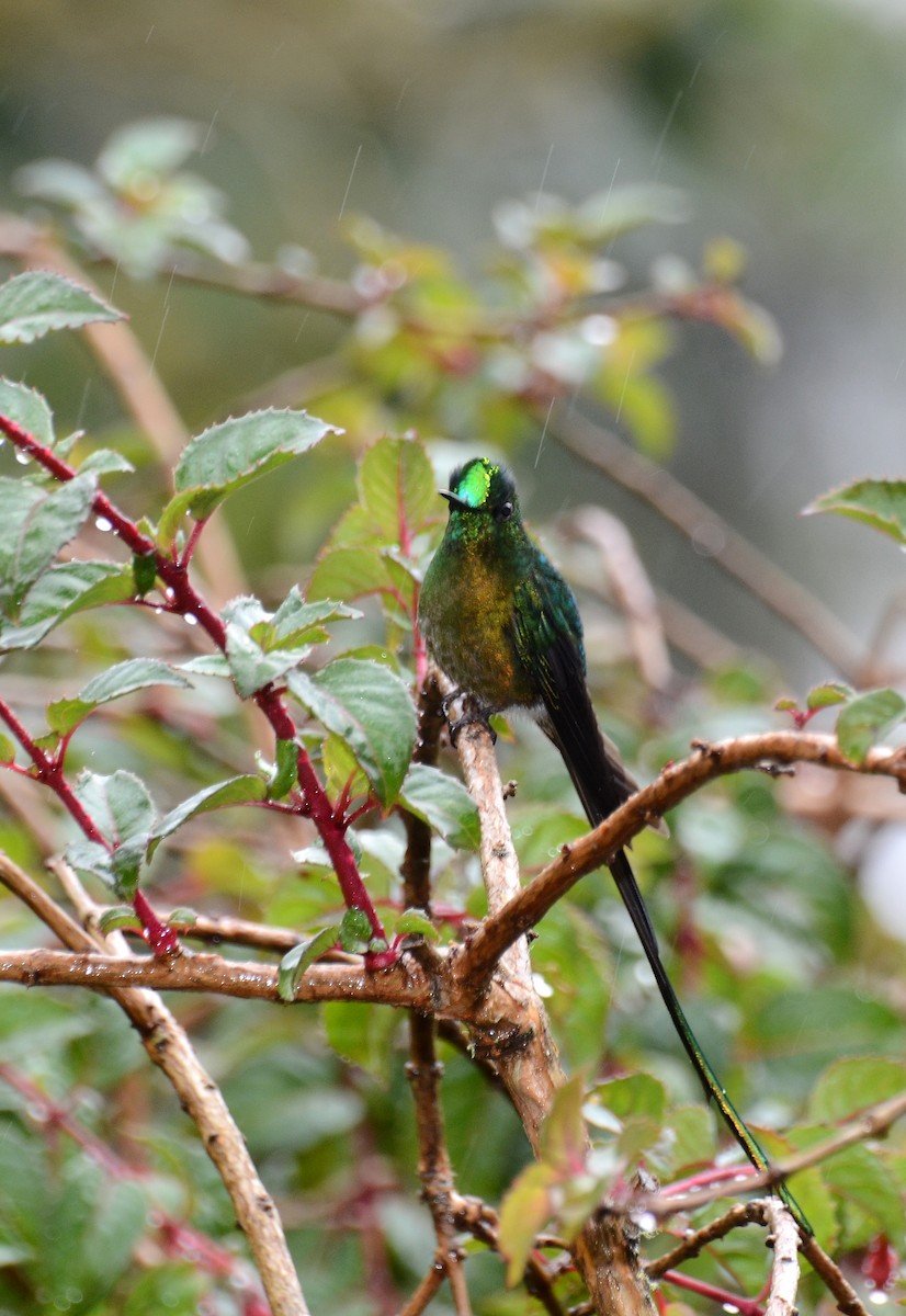 Long-tailed Sylph - ML30790881