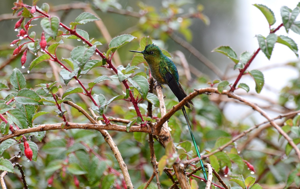 Long-tailed Sylph - ML30790951